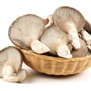 Fresh Oyster Mushrooms